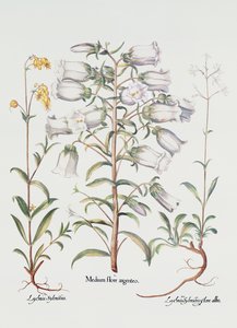 Campanula, Tedesca, XVIII secolo da Unbekannt Unbekannt